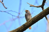 Vogelgesang Zwitschern nach der Vogeluhr – wer singt wann